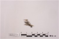 藏品(列胞耳葉蘚)的圖片